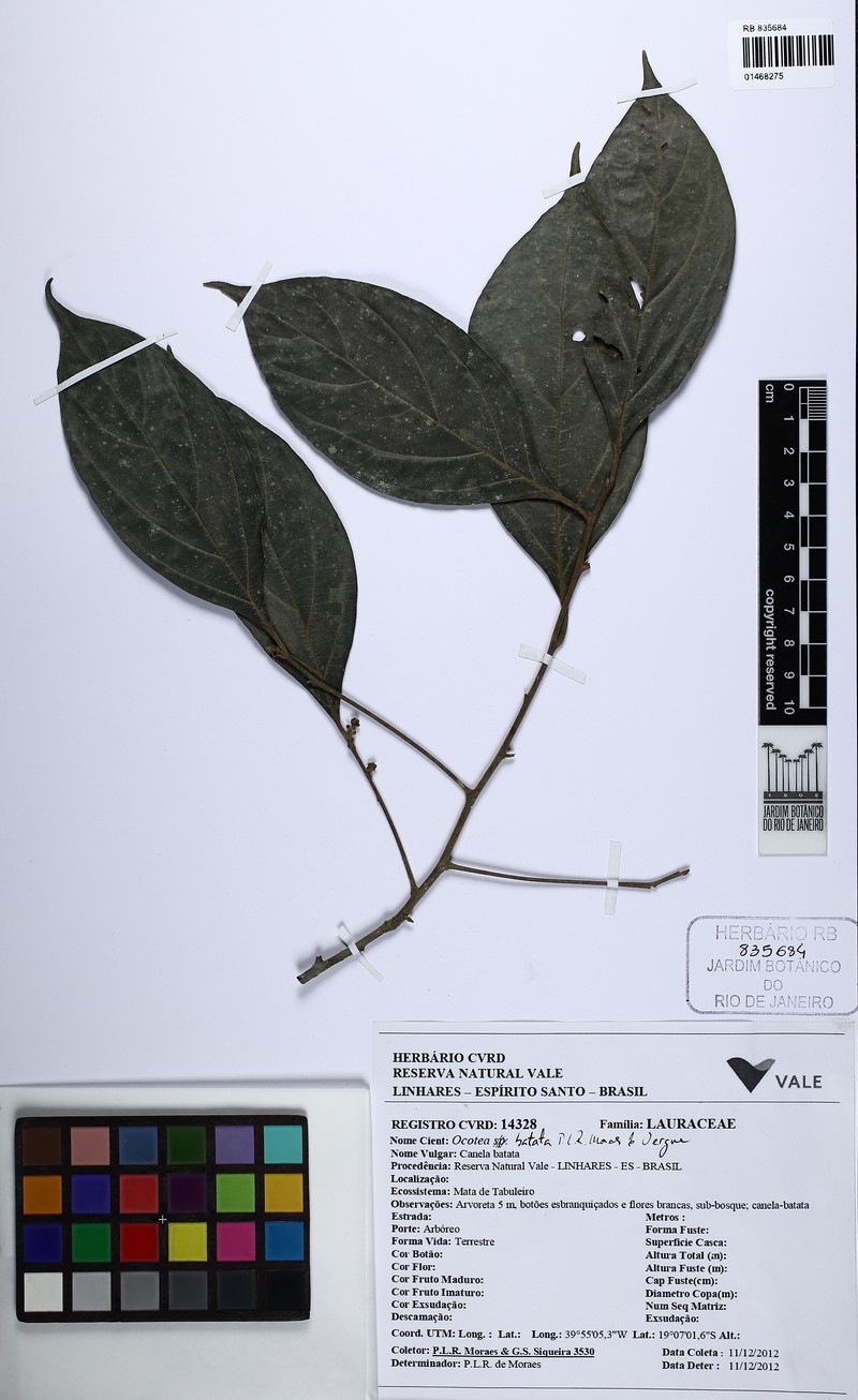 Ocotea batata photo 2