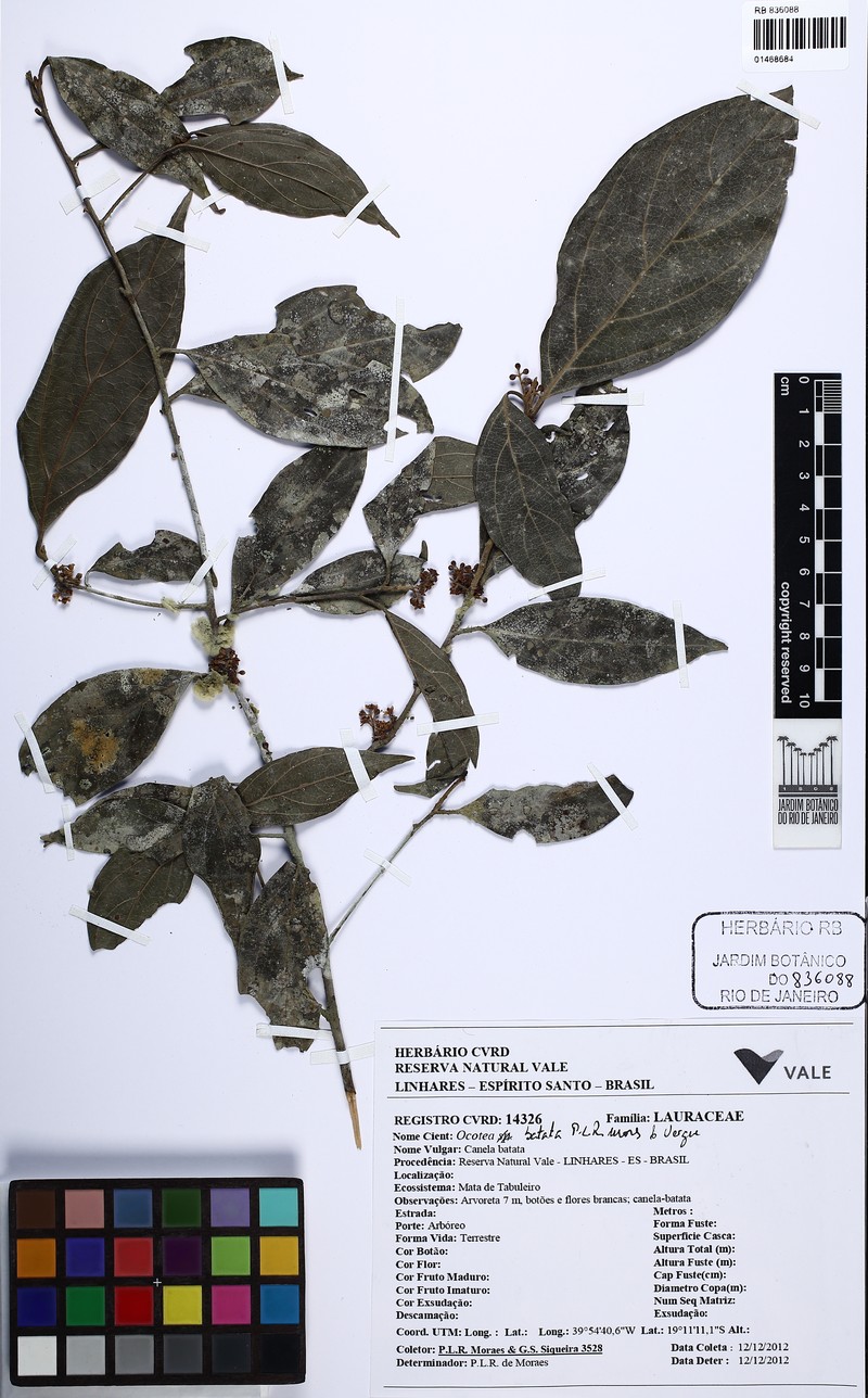 Ocotea batata photo 3