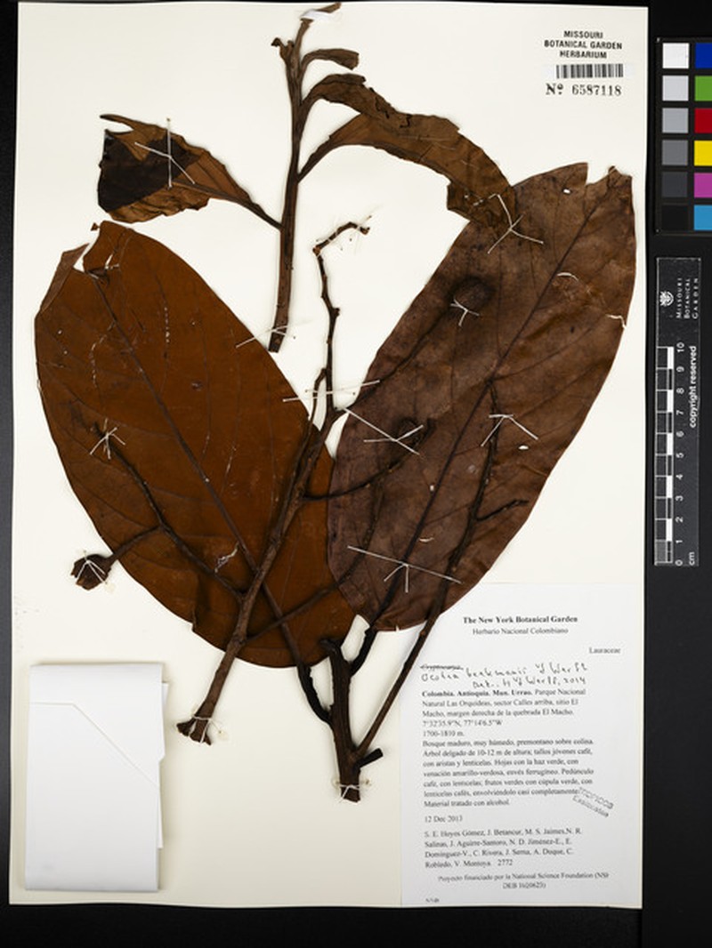Ocotea beekmanii