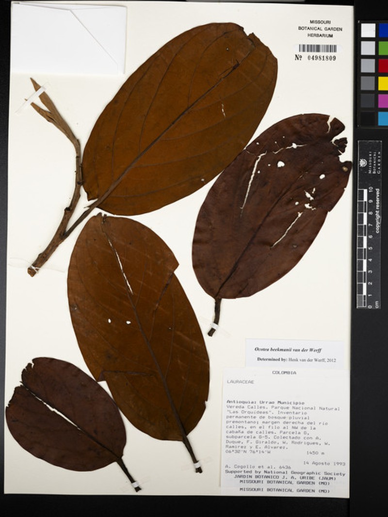 Ocotea beekmanii photo 4