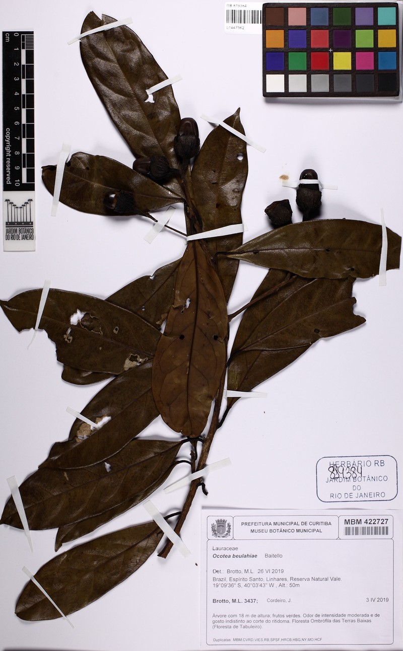 Ocotea beulahiae