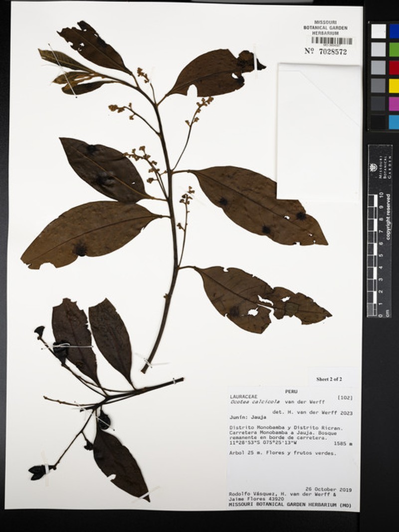 Ocotea calcicola