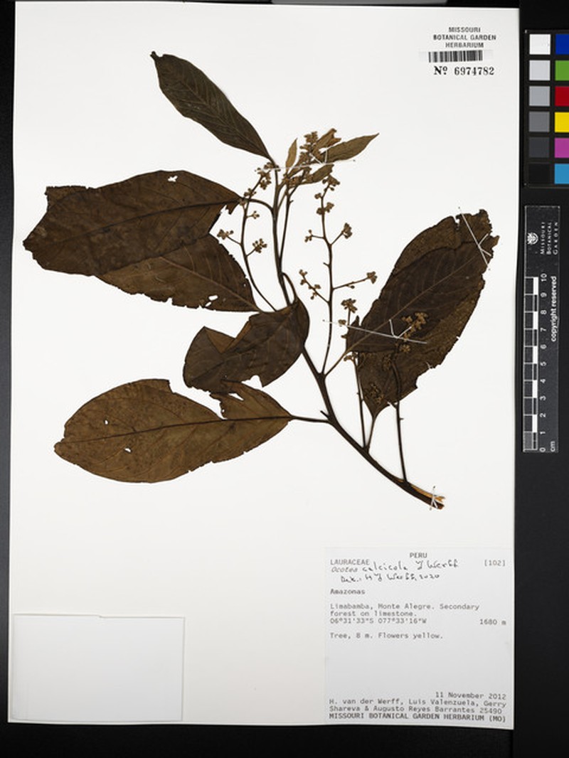 Ocotea calcicola photo 3