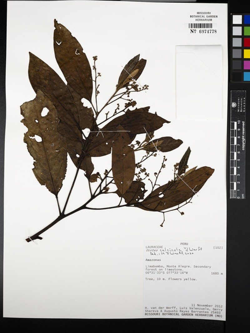 Ocotea calcicola photo 4