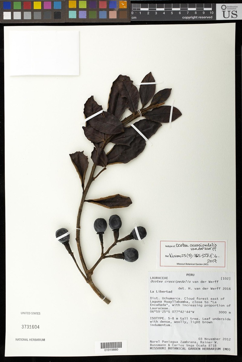 Ocotea crassipedalis