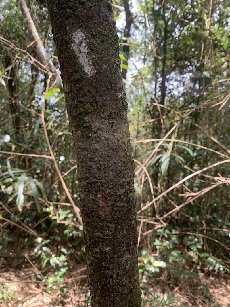 Ocotea curucutuensis