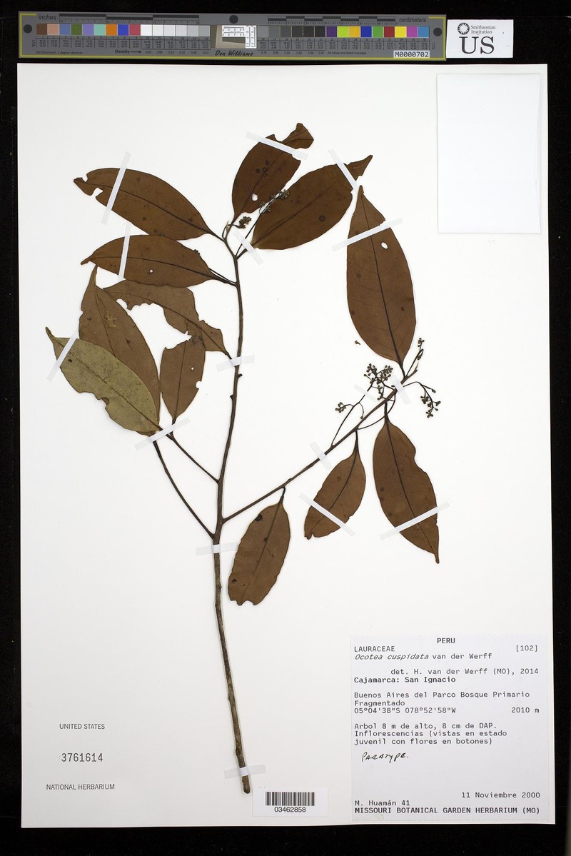 Ocotea cuspidata