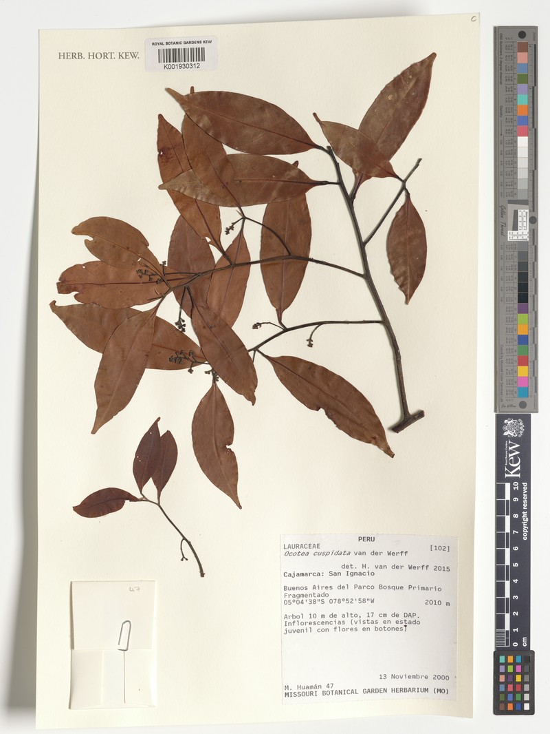 Ocotea cuspidata photo 2