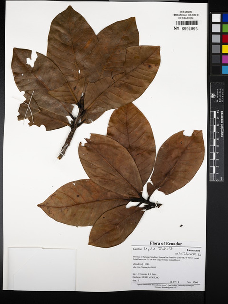 Ocotea depilis