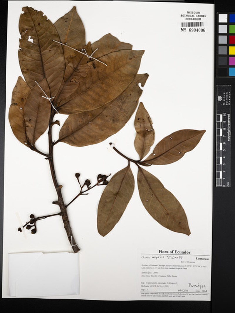 Ocotea depilis photo 2