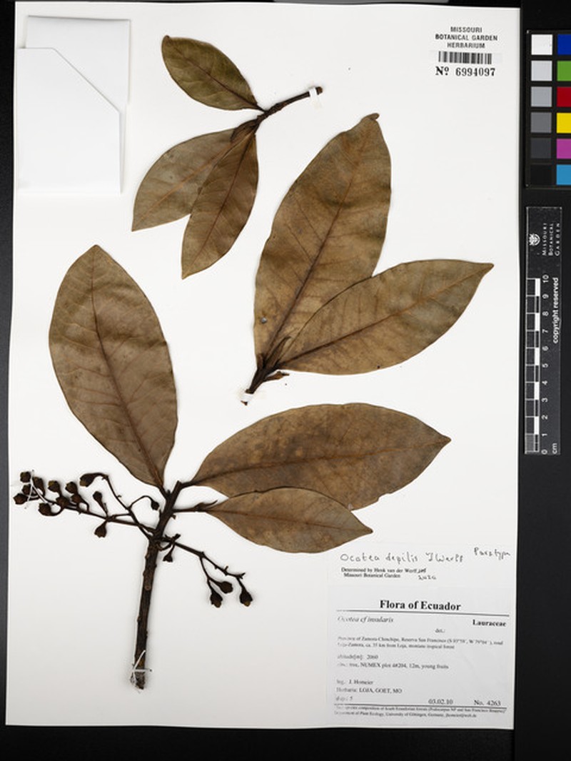Ocotea depilis photo 3
