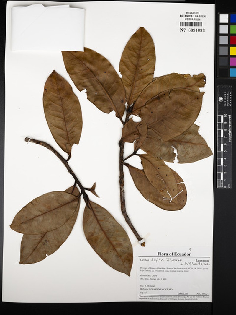 Ocotea depilis photo 4