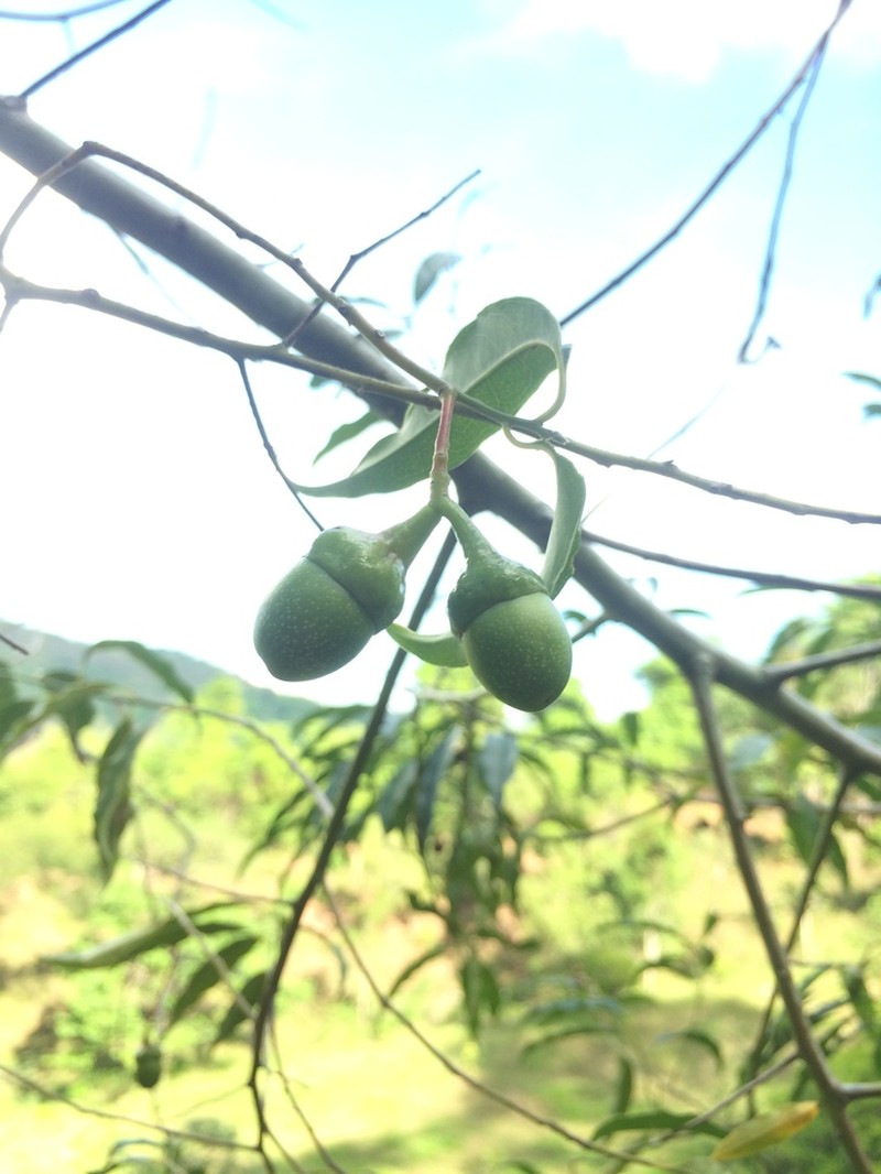 Ocotea diospyrifolia