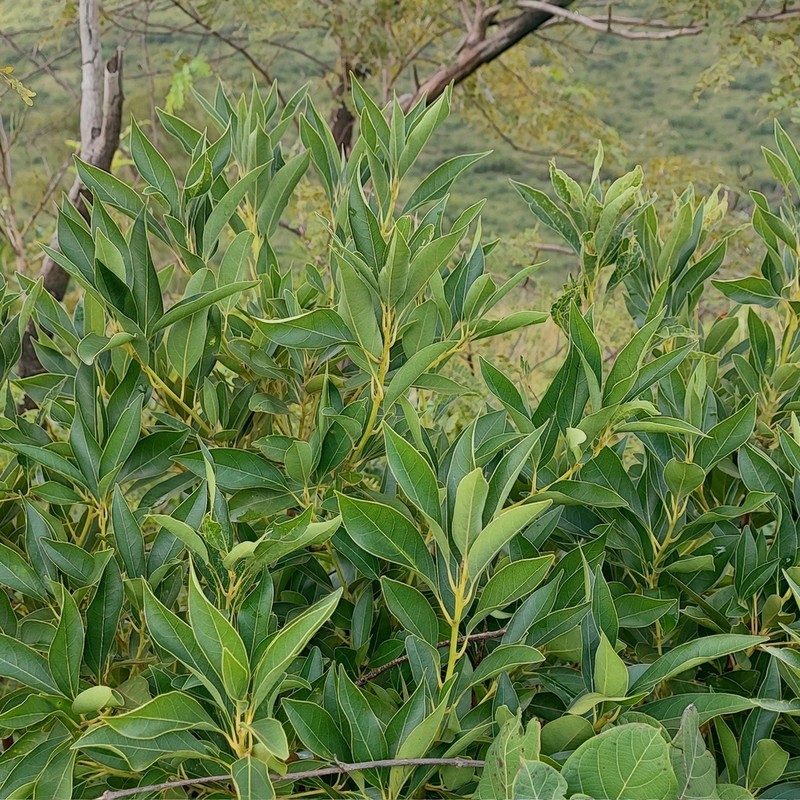Ocotea diospyrifolia photo 2