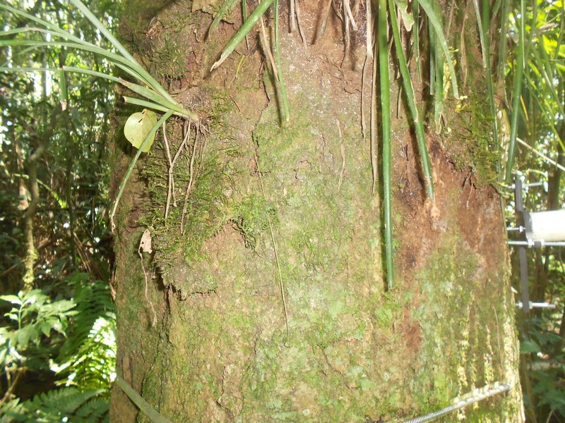 Ocotea diospyrifolia photo 3
