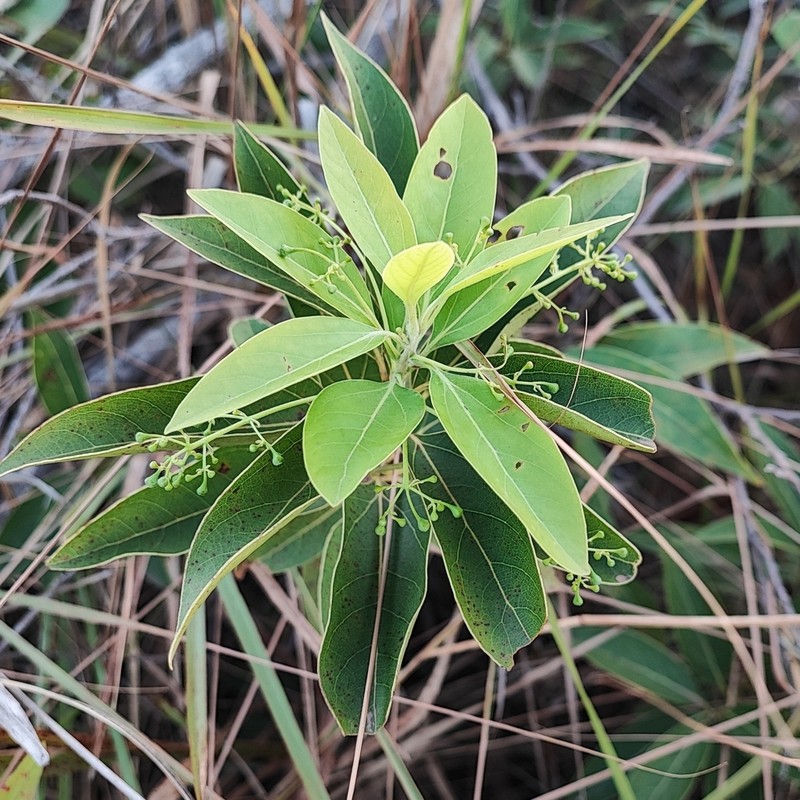 Ocotea diospyrifolia photo 4