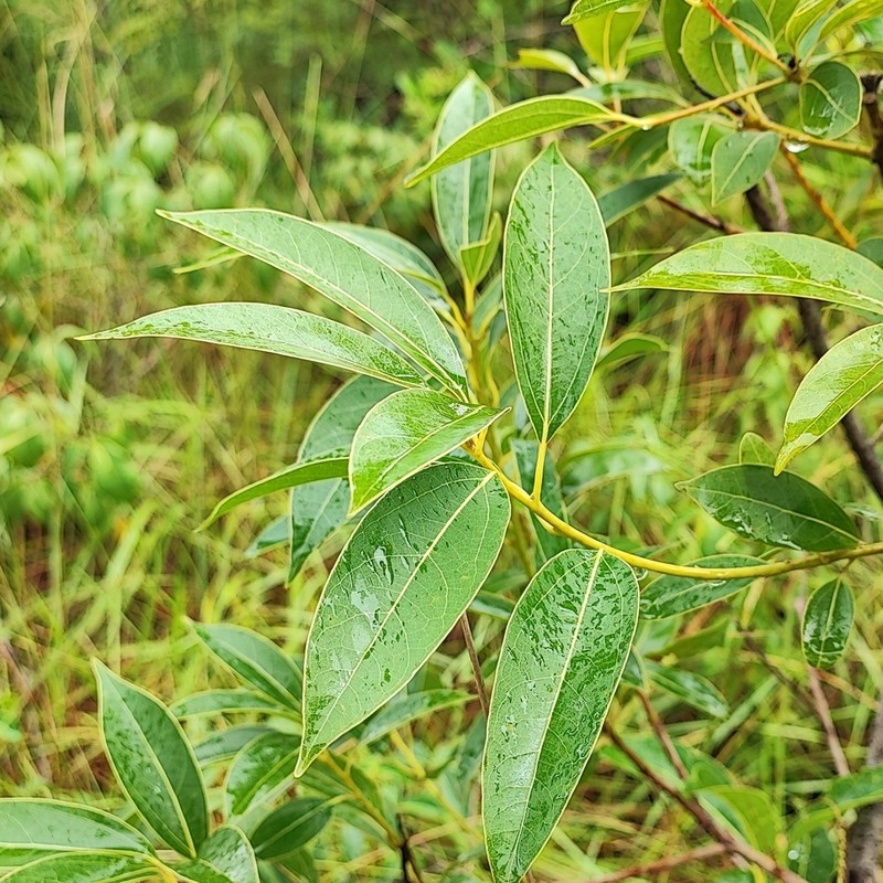 Ocotea diospyrifolia photo 5