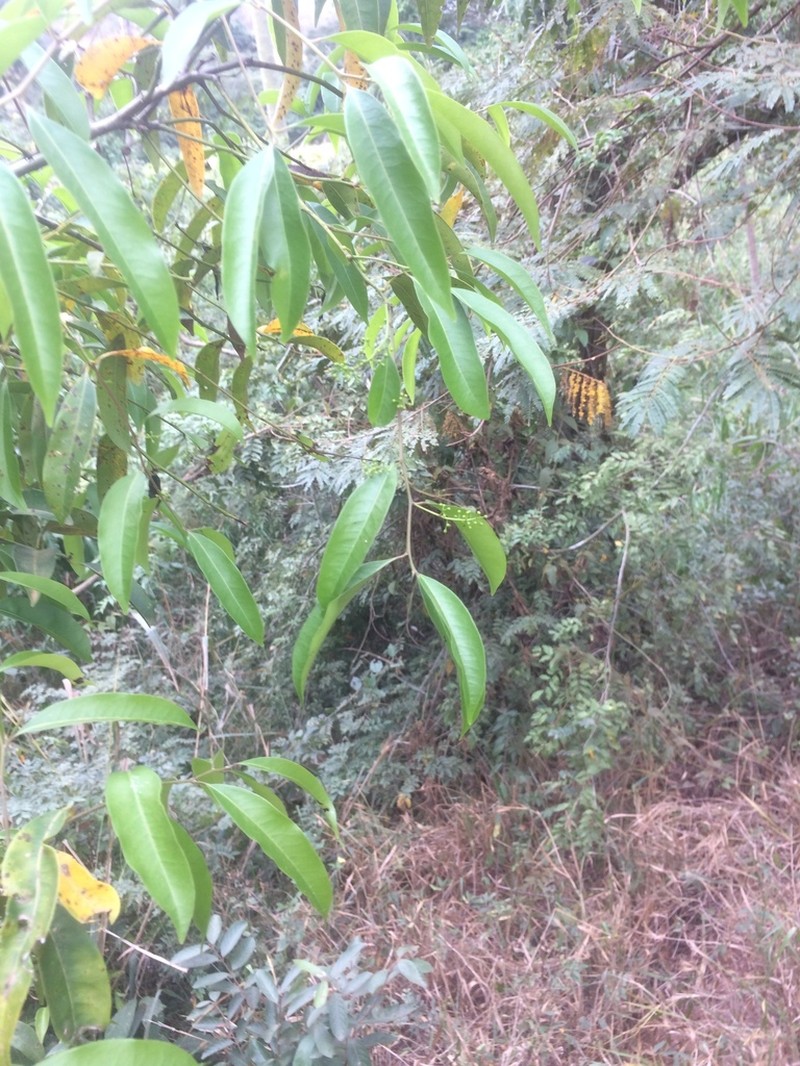 Ocotea diospyrifolia photo 6