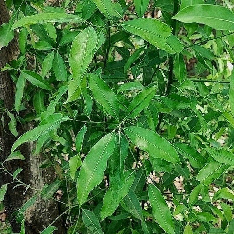 Ocotea diospyrifolia photo 8