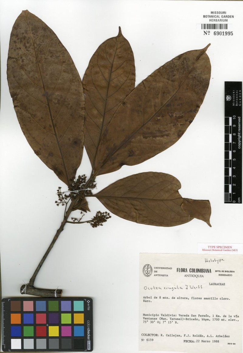 Ocotea erugata