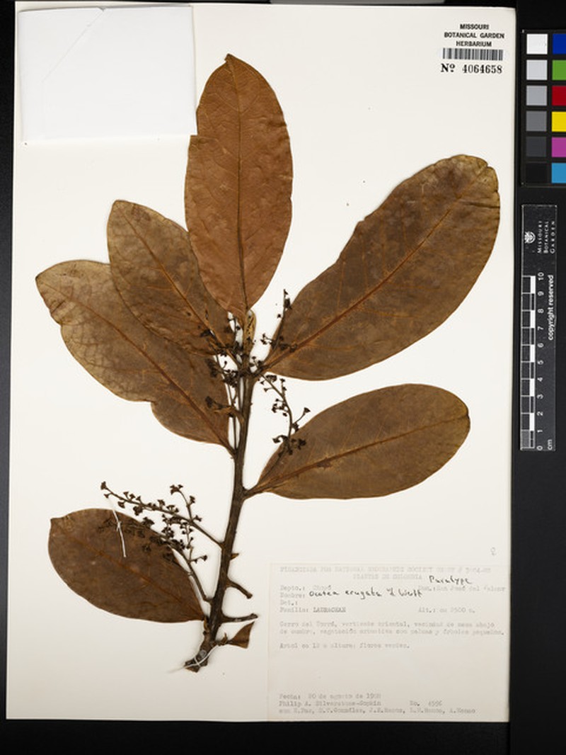 Ocotea erugata photo 2