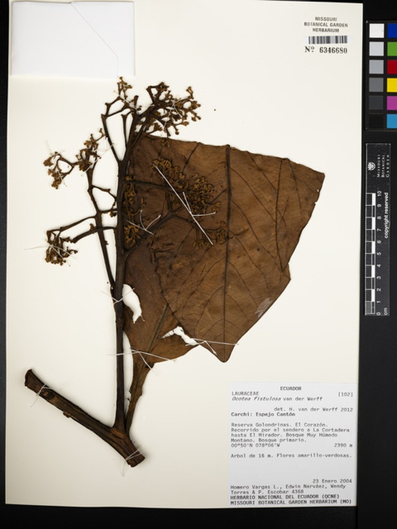 Ocotea fistulosa