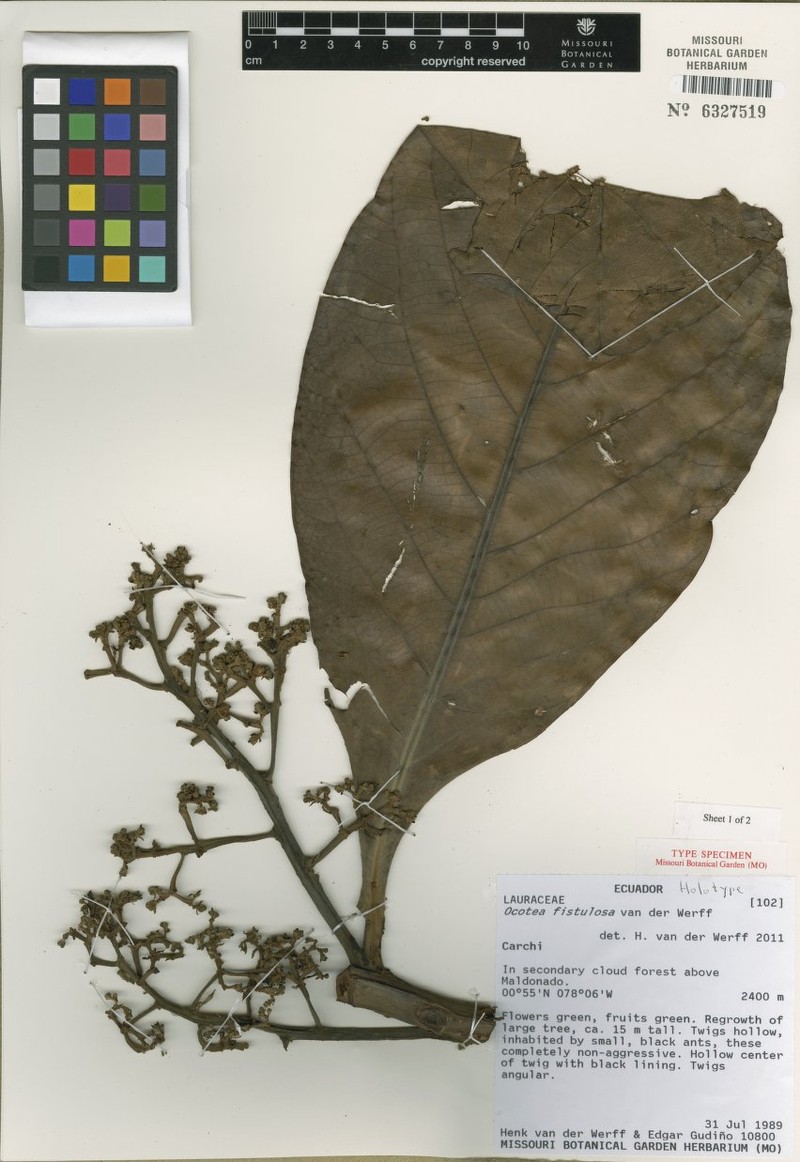 Ocotea fistulosa photo 2