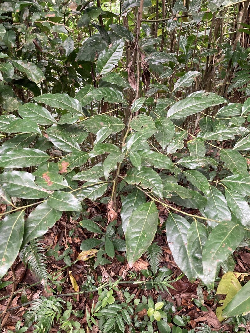 Laurel Espada photo 3