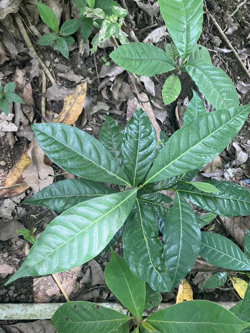 Laurel Espada photo 4