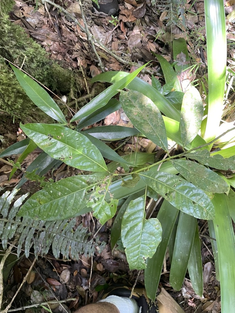 Laurel Espada photo 5