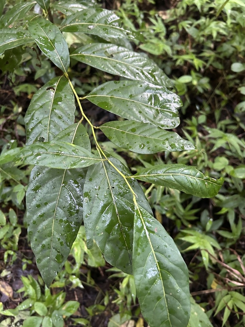 Laurel Espada photo 6