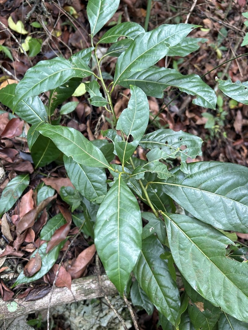 Laurel Espada photo 7