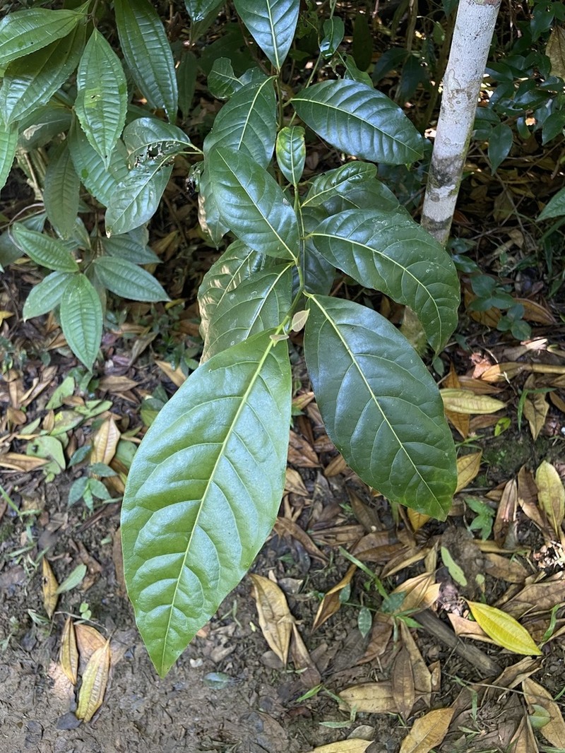 Laurel Espada photo 8