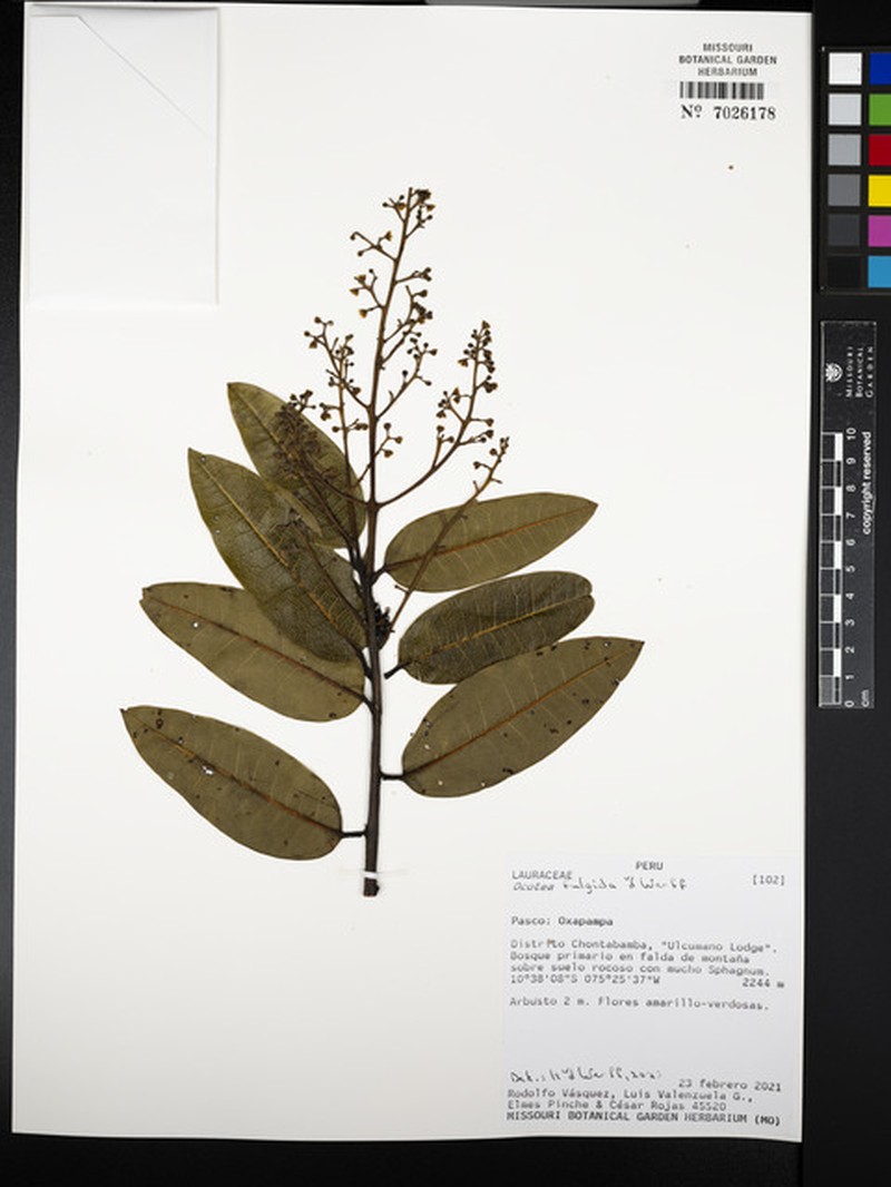 Ocotea fulgida