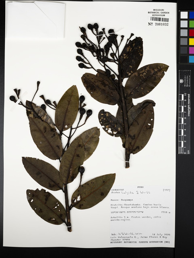 Ocotea fulgida photo 2