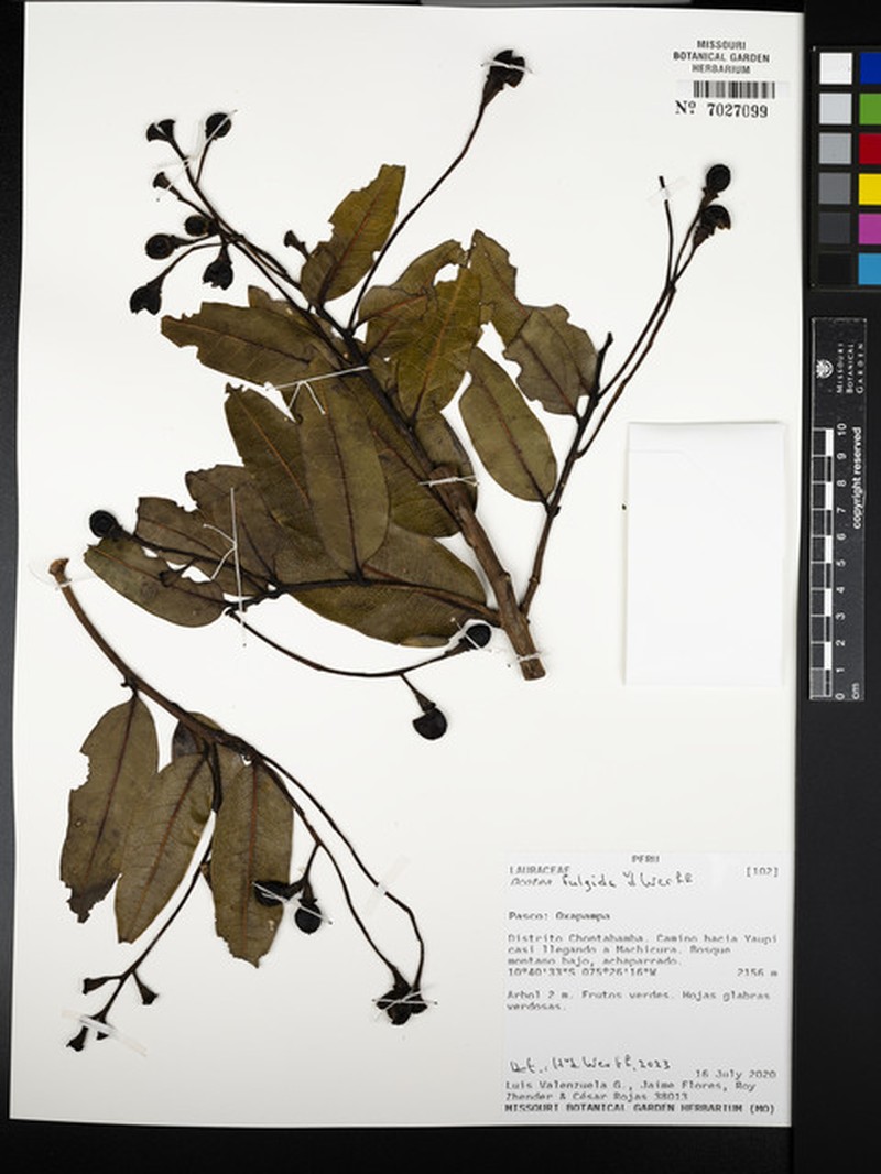 Ocotea fulgida photo 3
