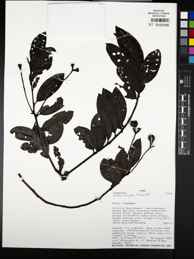 Ocotea fulgida photo 4
