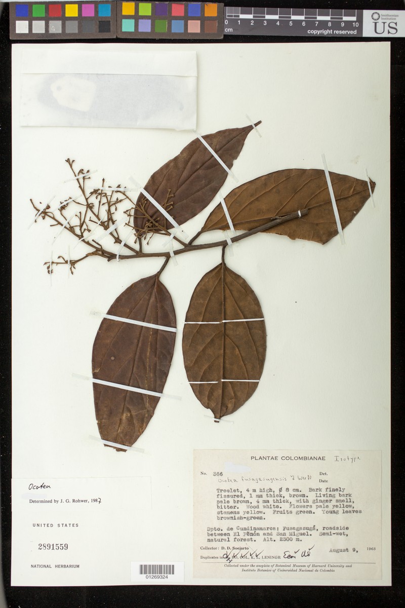 Ocotea fusagasugensis