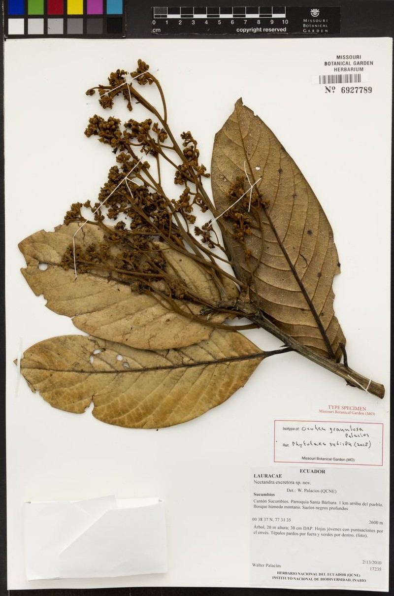 Ocotea granulosa