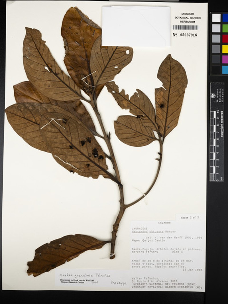 Ocotea granulosa photo 2