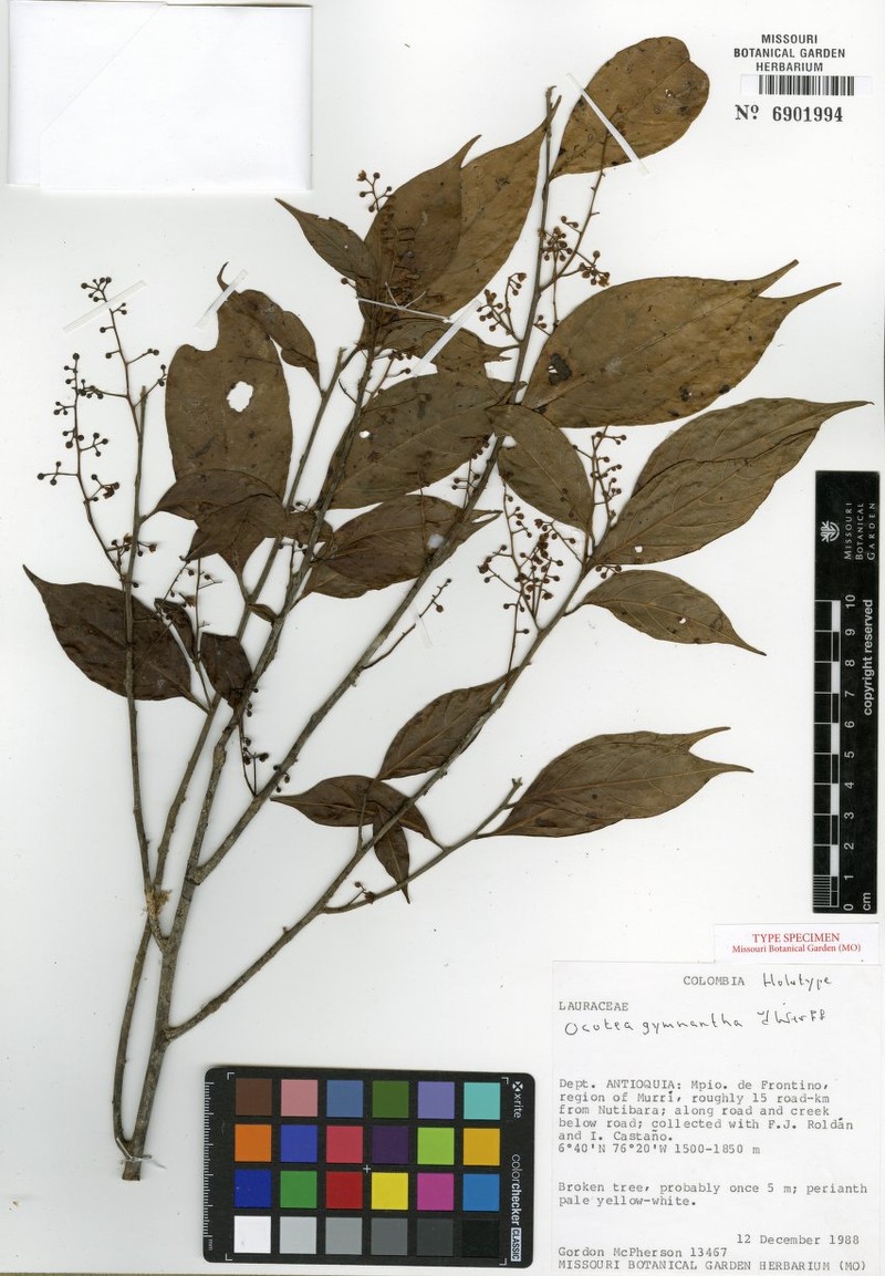 Ocotea gymnantha