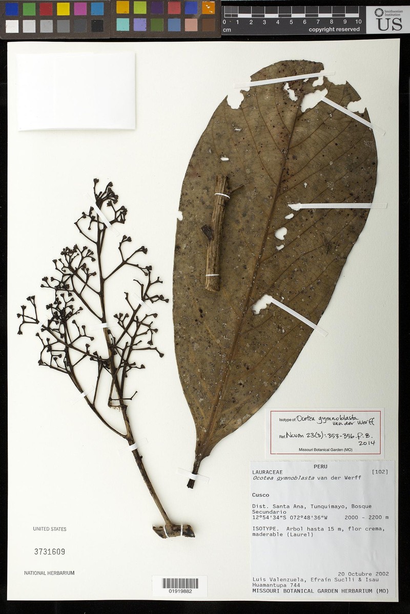 Ocotea gymnoblasta