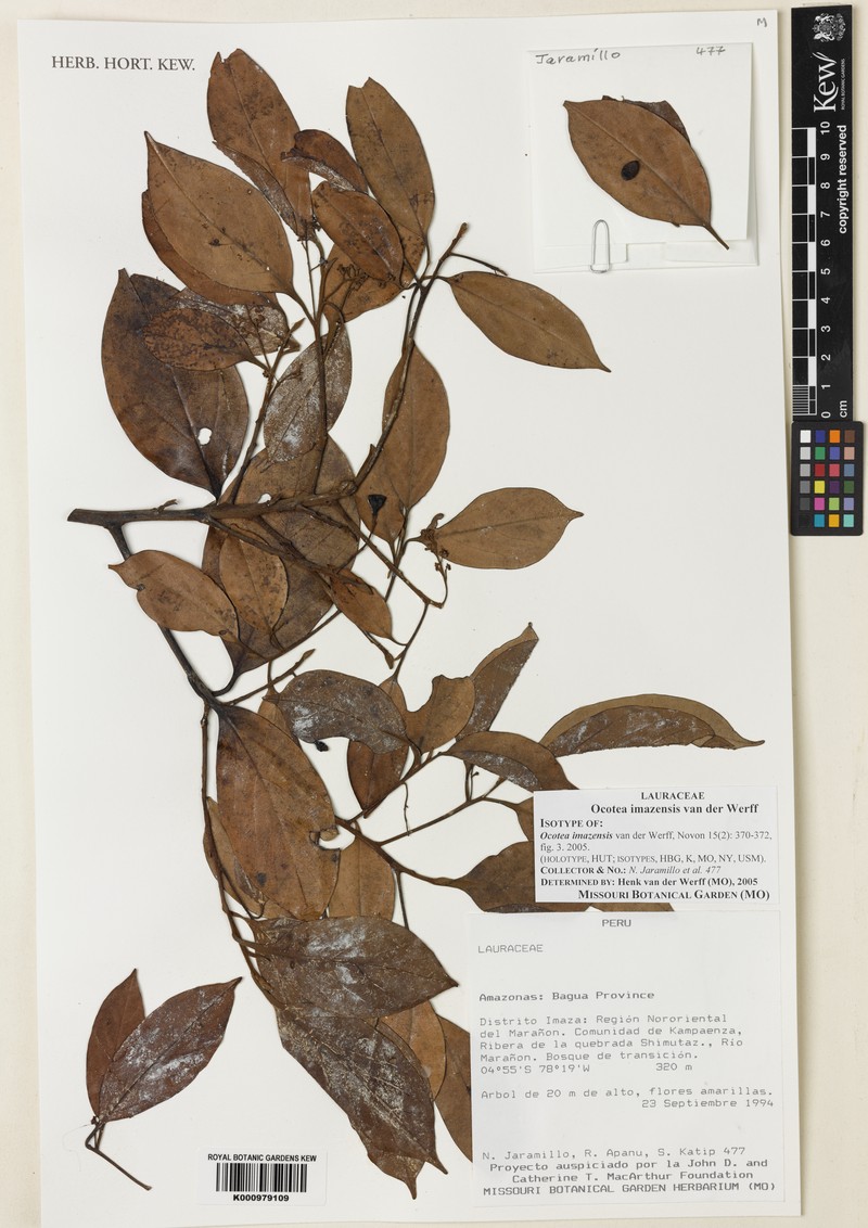 Ocotea imazensis