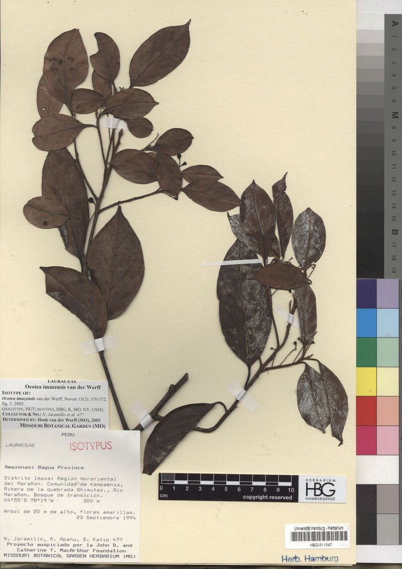 Ocotea imazensis photo 2
