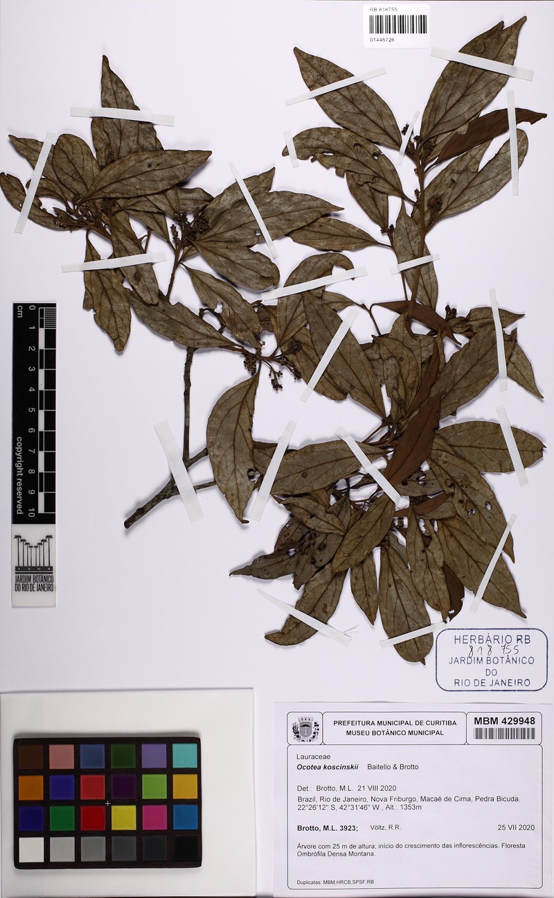 Ocotea koscinskii