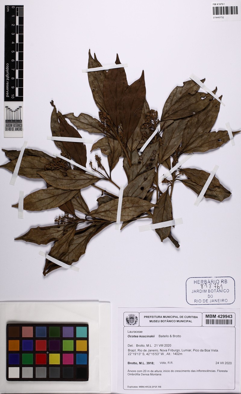 Ocotea koscinskii photo 2