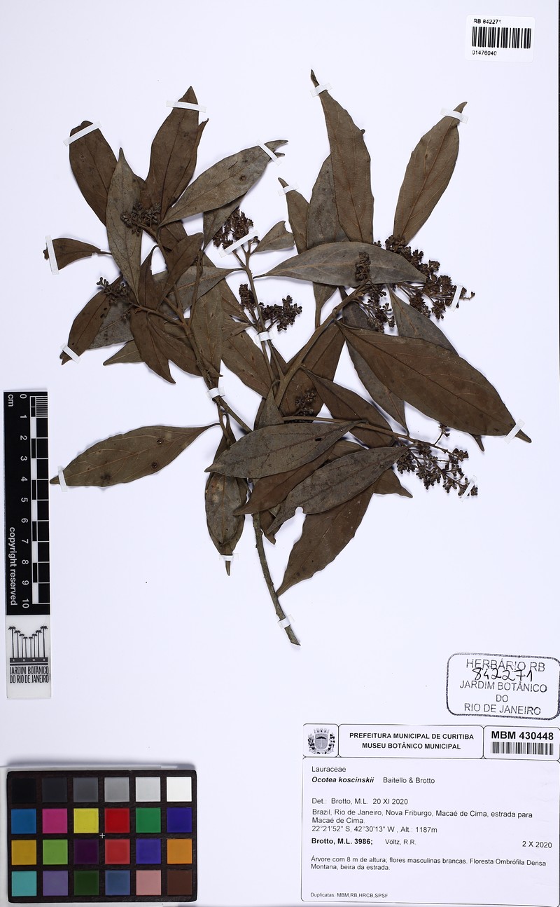 Ocotea koscinskii photo 3