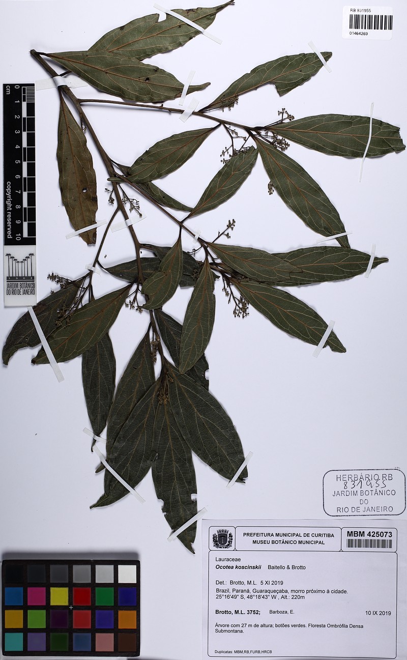 Ocotea koscinskii photo 4
