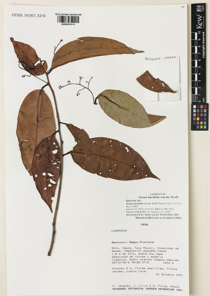 Ocotea laevifolia