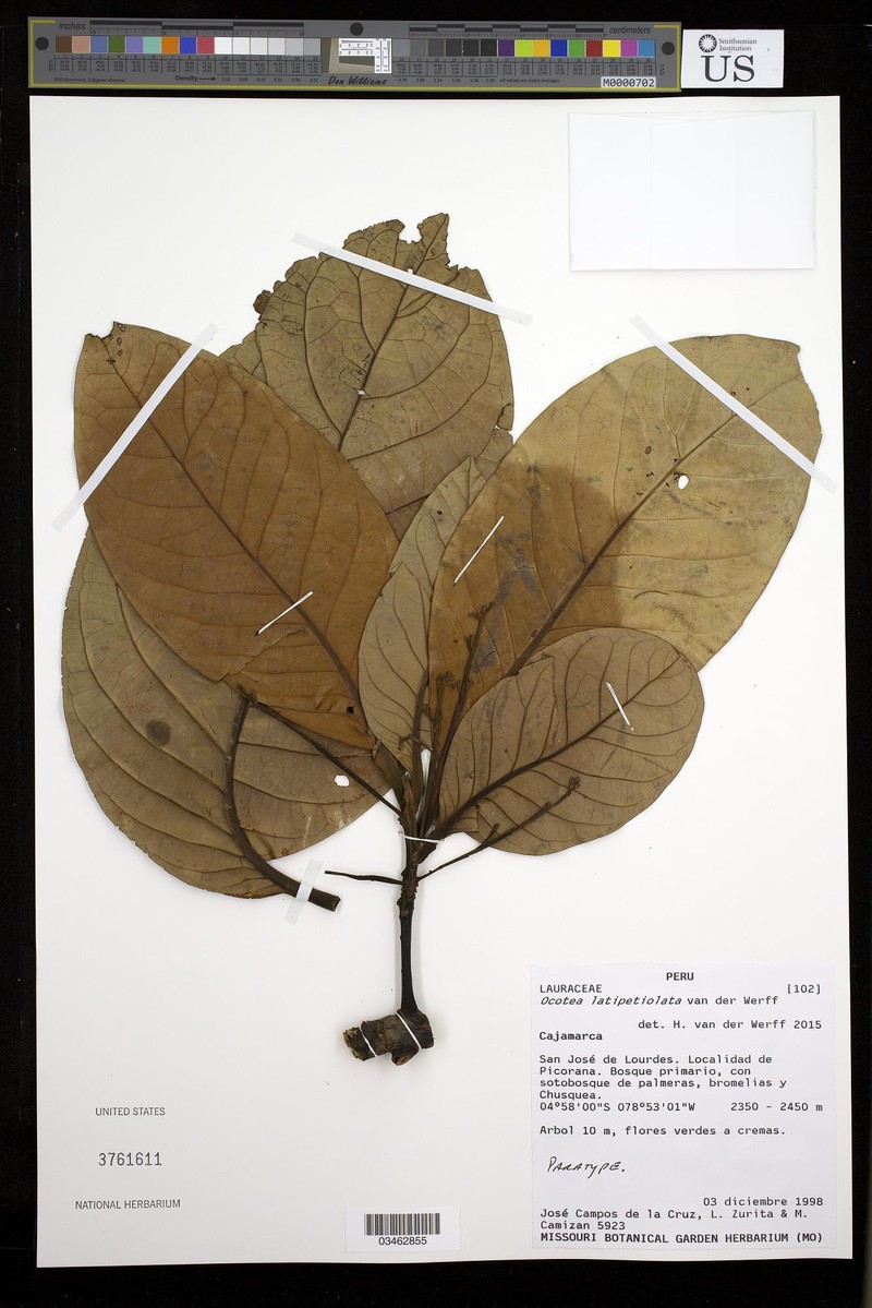 Ocotea latipetiolata